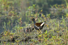 Gallinula chloropus chloropus