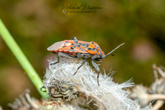 Spilostethus pandurus