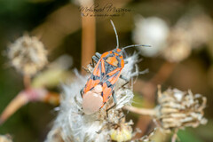 Spilostethus pandurus