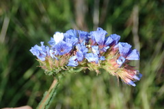 Limonium brassicifolium