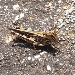 Austroicetes