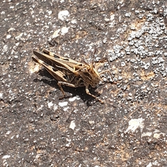 Austroicetes
