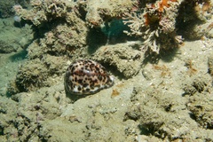 Cypraea tigris