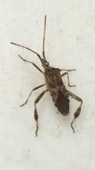 Leptoglossus occidentalis
