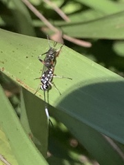 Xanthocryptus novozealandicus