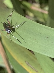 Xanthocryptus novozealandicus