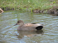 Mareca strepera