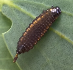 Paropsisterna agricola