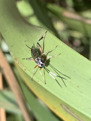 Xanthocryptus novozealandicus