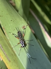 Xanthocryptus novozealandicus