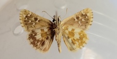 Pyrgus armoricanus