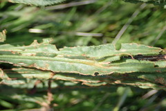 Limonium brassicifolium
