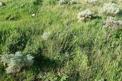 Limonium brassicifolium