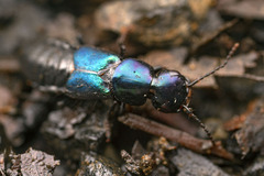 Antimerus smaragdinus