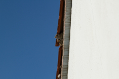 Passer domesticus