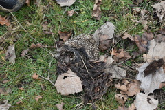 Erinaceus roumanicus