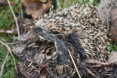 Erinaceus roumanicus