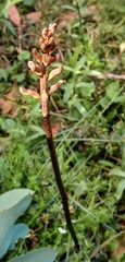Gastrodia procera