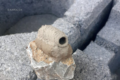 Sceliphron curvatum