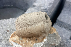 Sceliphron curvatum