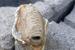 Sceliphron curvatum
