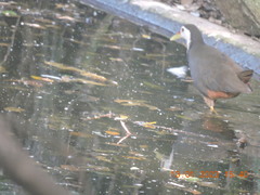 Amaurornis phoenicurus