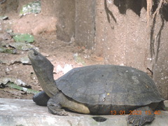 Melanochelys trijuga