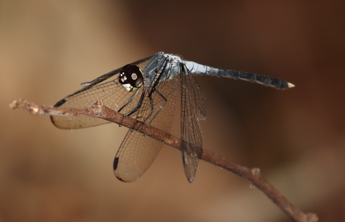 Dash-winged Piedface