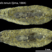 Polycelis tenuis - Photo (c) sumie-dh, algunos derechos reservados (CC BY-NC), subido por sumie-dh