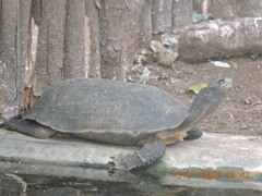 Melanochelys trijuga