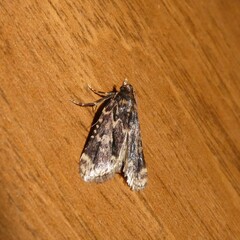 Aglossa