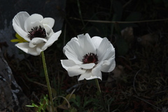 Ranunculus asiaticus