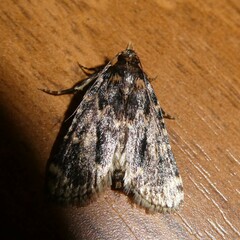 Aglossa