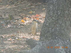 Nycticorax nycticorax