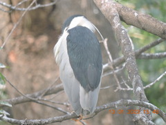 Nycticorax nycticorax