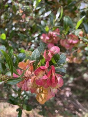 Dodonaea viscosa spatulata