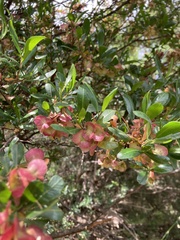 Dodonaea viscosa spatulata
