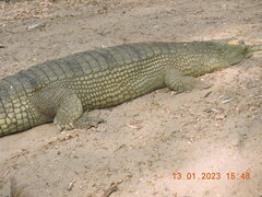 Crocodylia