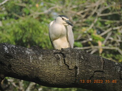 Nycticorax nycticorax