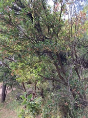 Dodonaea viscosa spatulata