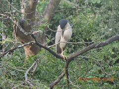 Nycticorax nycticorax