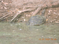 Melanochelys trijuga