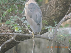 Nycticorax nycticorax
