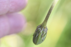 Microseris lanceolata