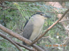 Nycticorax nycticorax