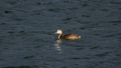 Podiceps cristatus australis