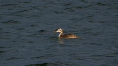 Podiceps cristatus australis