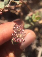 Euphorbia tomentulosa