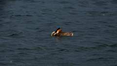 Podiceps cristatus australis