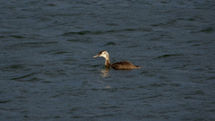 Podiceps cristatus australis